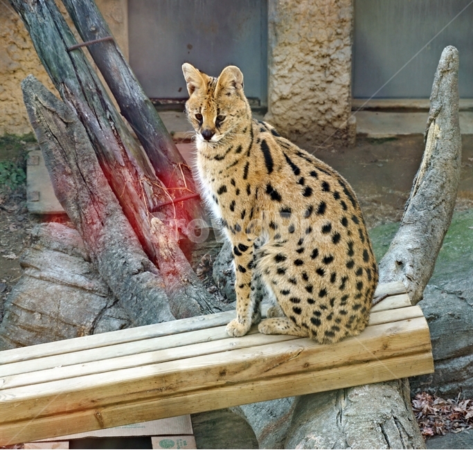 표범,고양이과,육식,동물,점,육식동물,animal,nature,animalpark,park,동물,animal,포유류,mammal