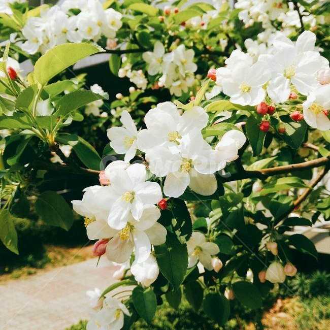 봄,꽃,하양,spring,blossom,풀잎,greenary,white,싱그러움,fresh,nature,자연,햇살,sunlight,bright,배경,wallpaper,엽서사진,카드,정사각형사진,봄,계절,spring,season,식물,자연,plants,nature,꽃,flower,감성,sensible,feeling,plant,geranium,제라늄