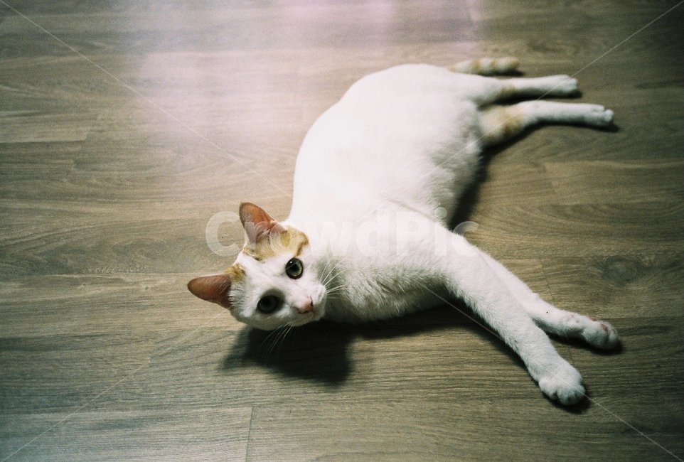 필름,필름사진,film,동물,고양이,cat,pet,반려동물,애완동물,포유류,animal,동물,animal,포유류,mammal,고양이,cat,kitten,kitty