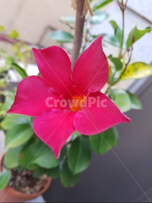 꽃,자연,화분,예뿐꽃,한송이,식물,자연,plants,nature,꽃,flower