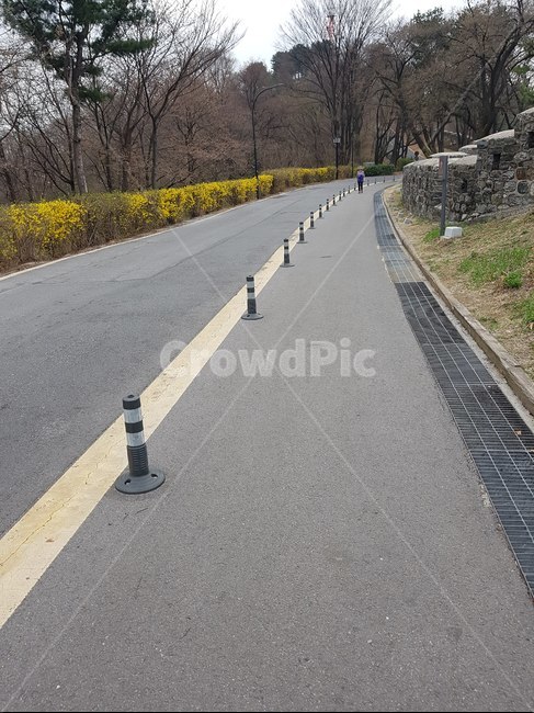 봄,개나리,도로변,길가,나무,spring,yellow,forsythia,roadside,way,tree,봄,계절,spring,season,교통,교통수단,traffic,transportation,asphalt,아스팔트,road,도로,highway,고속도로,freeway,고속 도로