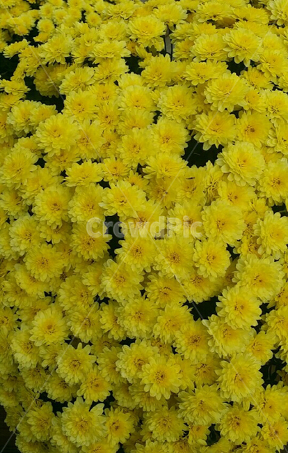 꽃,국화꽃,노란꽃,꽃화분,꽃다발,식물,자연,plants,nature,꽃,flower