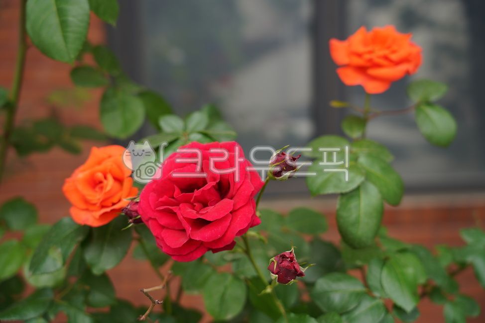 summer image,red rose,summer rose,summer,Roses of various colors,spring,rose season,rose Festival,white rose,pretty flower,seasonal flowers,early summer,full bloom,beautiful flower,flower,redrose,Blooming,rose,summer flowers,rose garden