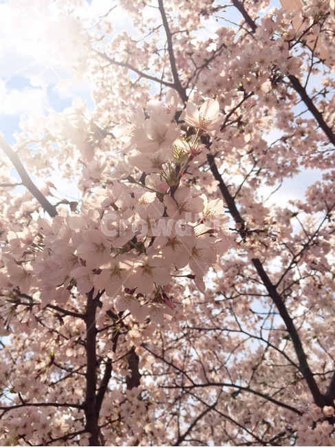 봄,나무,벚꽃,하늘,식물,cherryblossom,mood,spring,flower,flowers,sky,sunshine,beautiful,relax,nature