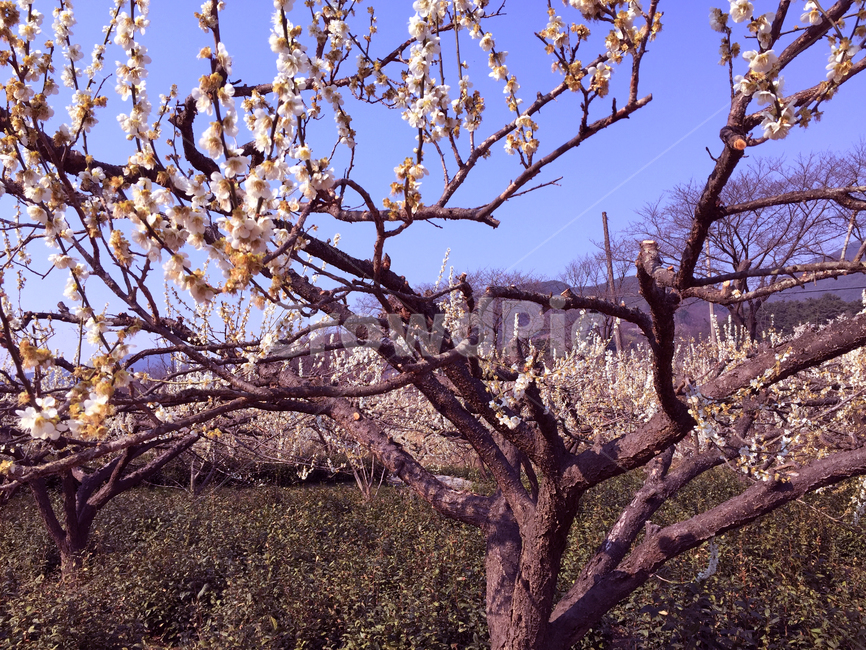 벚꽃,나무,잔디,풍경,하늘,식물,plan,farm,grass,감성,봄,spring,구례,꽃,봉우리,꽃망울,cherryblossoms
