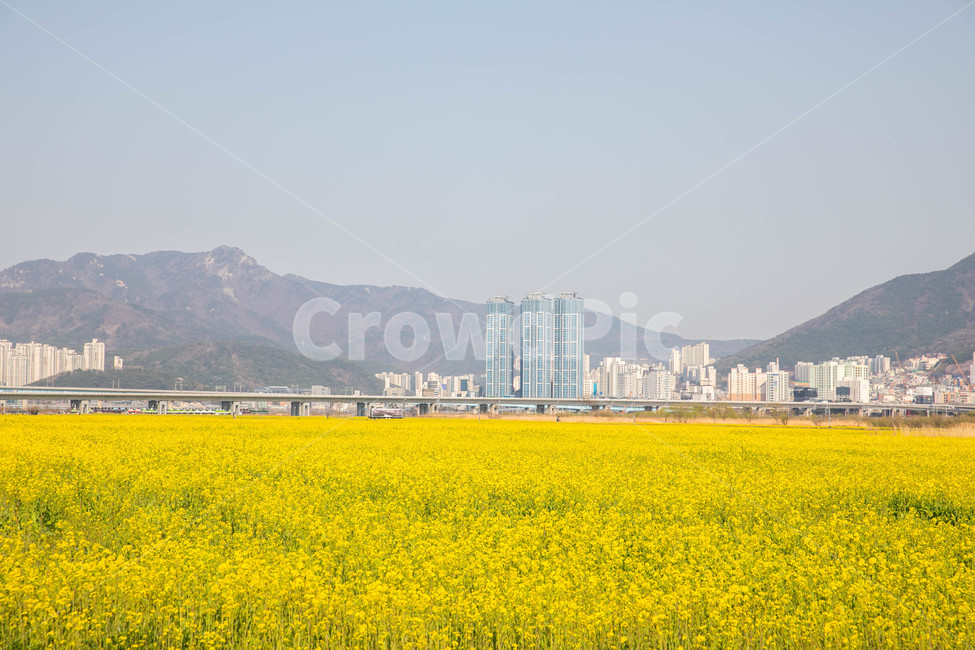 유채,유채꽃,봄꽃,꽃밭,꽃,배경,백그라운드,환경,향기,공원,노랑,노란,노란꽃,유채밭,만개,봄,자연,식물,축제,하늘,가꾼,넓은,부산,강변,길,계절,spring,season,사물,물건,오브젝트,thing,object,matter,대저생태공원,봄,계절,spring,season,자연,풍경,nature,landscape,grassland,목초지,outdoors,옥외,field,들,farm,농장,rural,농촌,meadow