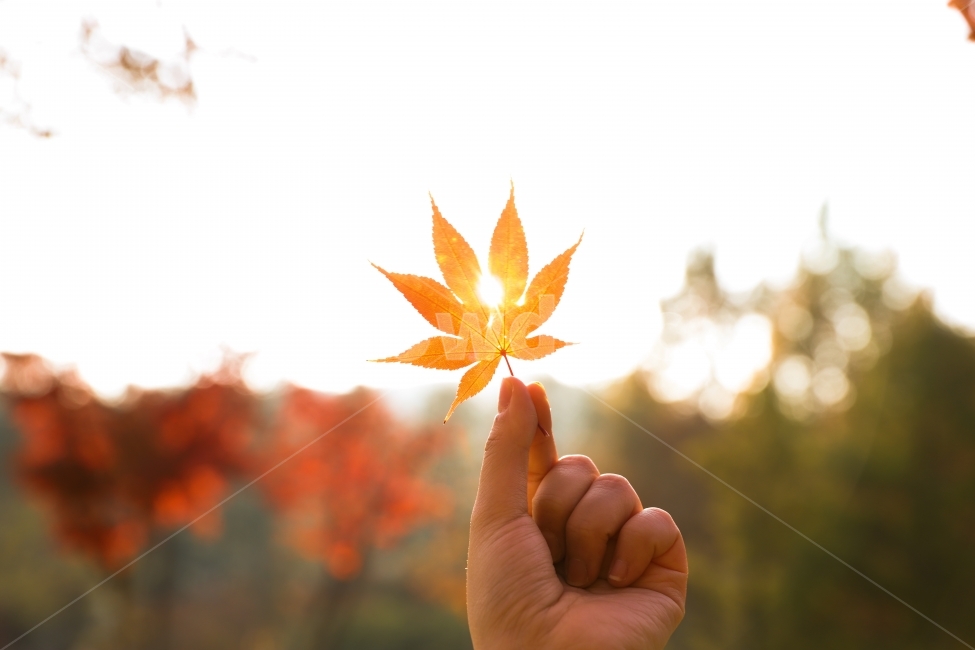 단풍,단풍잎,가을,데이트,사랑,힐링,Seoul,출사,남이섬,가을,계절,fall,autumn,season,식물,자연,plants,nature,사람,인물,인간,human,person,신체일부,몸,body,휴식,힐링,rest,relaxation,healing,plant,leaf,잎,tree,나무