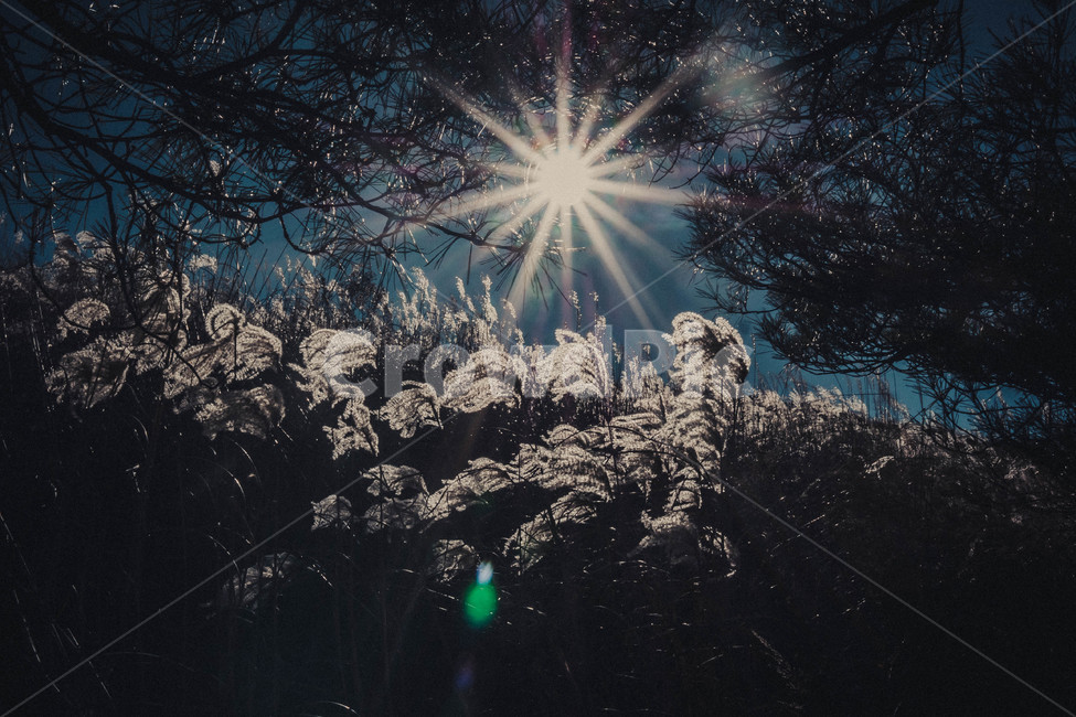 자연,산,나무,낙엽,등산,가을,계절,fall,autumn,season,자연,풍경,nature,landscape,light,빛,flare,플레어