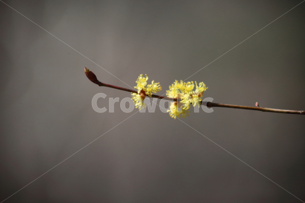 꽃,생강나무,식물,봄,japanesespicebush,봄,계절,spring,season,식물,자연,plants,nature,꽃,flower,plant,blossom