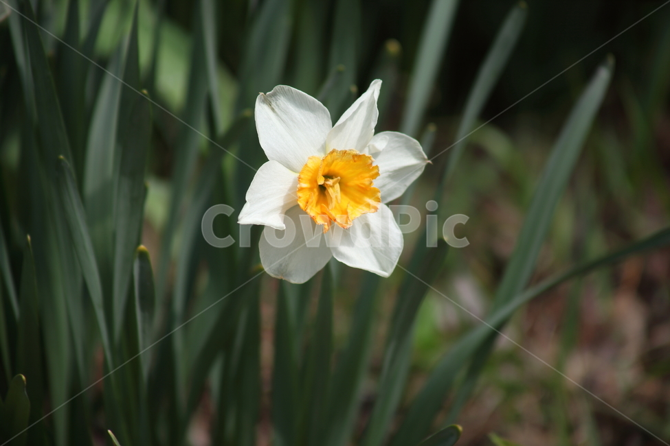 수선화,꽃,봄,한송이,narcissus