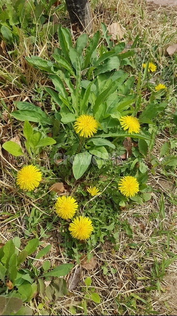 민들레,봄,초록,노랑,풀,공원,꽃,flowers,spring