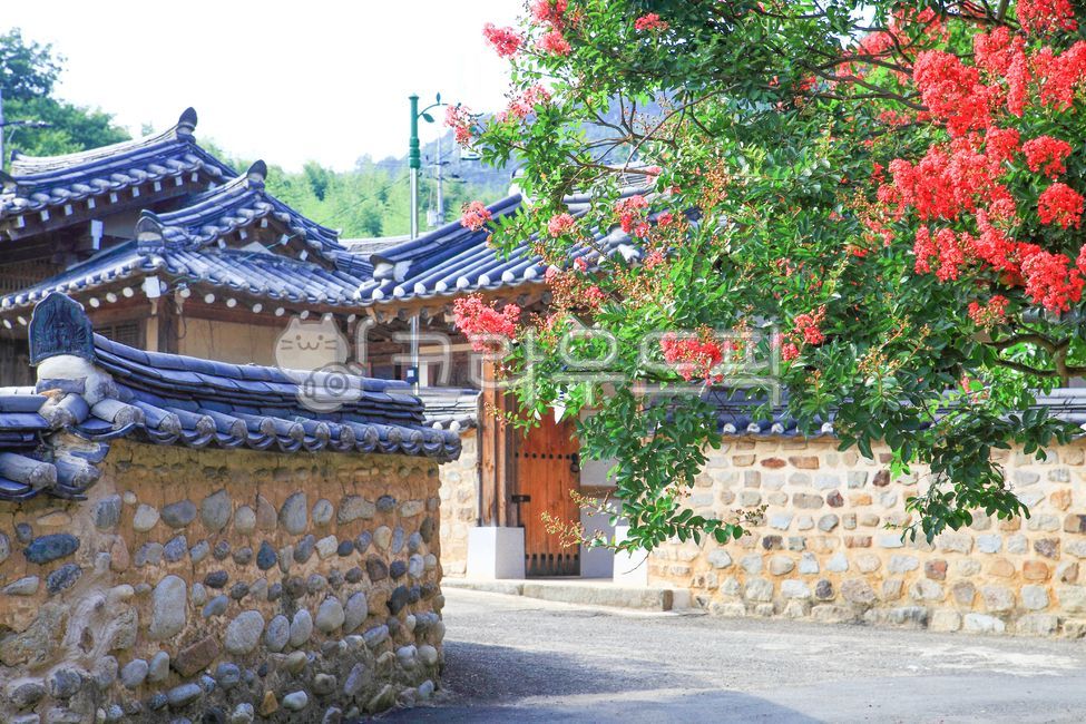 Hanok,nature,sight,tile,Goryeodong,sperm,crepe myrtle,zinnia,fence,summer,Korean tradition