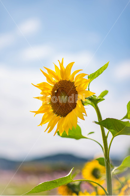 해바라기,sunflower,꽃,꽃밭,노랑,노란색,yellow,green,초록색,하늘,구름,cloud,sky,blue,하늘색,초록,여름,summer