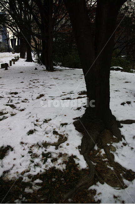 겨울,winter,눈,나무,식물,plant,겨울,계절,winter,season,자연,풍경,nature,landscape,tree,tree trunk,나무 줄기