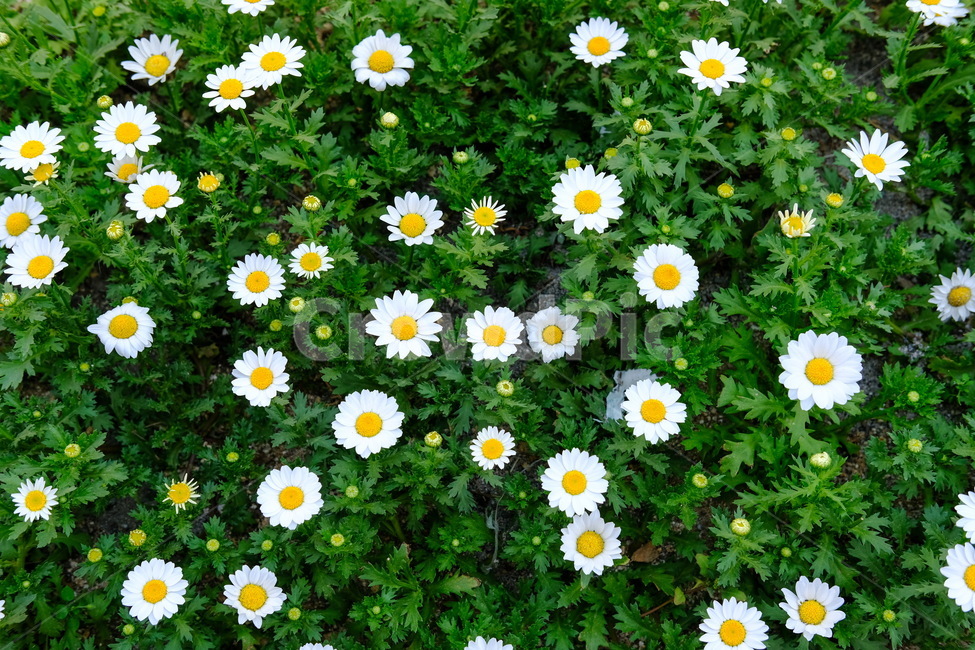 들꽃,계란꽃,봄,감성,꽃,감성사진,ㅕ,봄,계절,spring,season,식물,자연,plants,nature,꽃,flower,plant,daisy,데이지,daisies,blossom