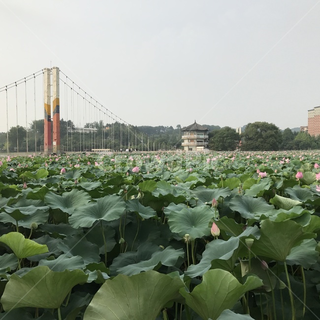공원,연꽃,꽃,자연,다리