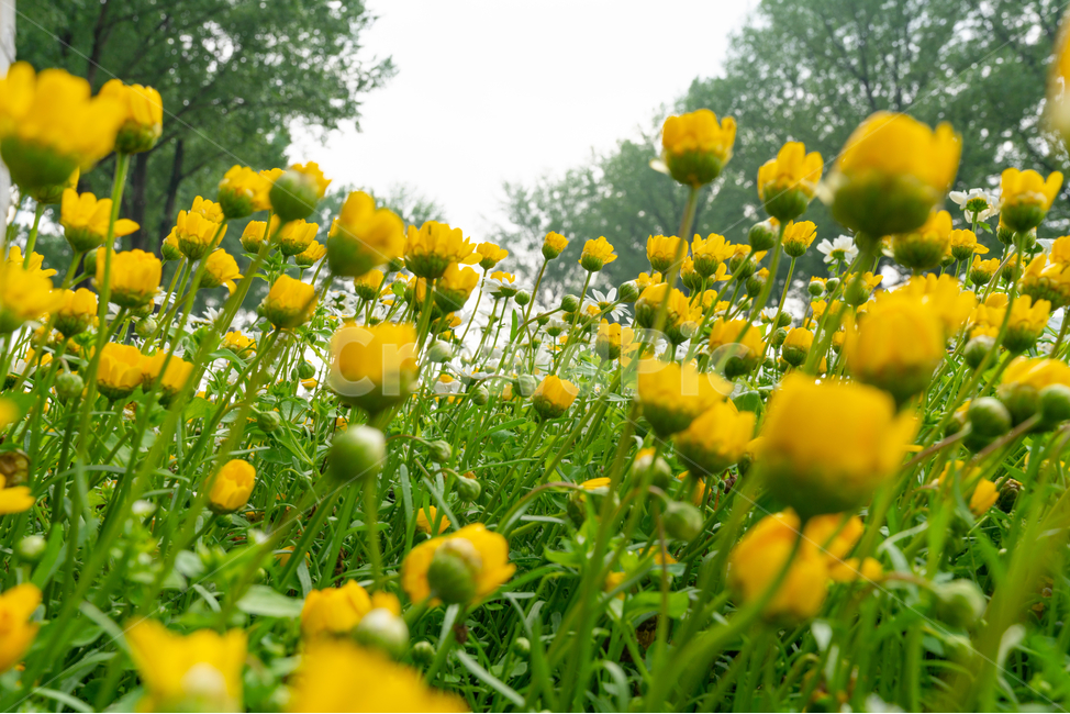 꽃,꽃밭,노랑,노란꽃,하늘,식물,식물,자연,plants,nature,꽃,flower