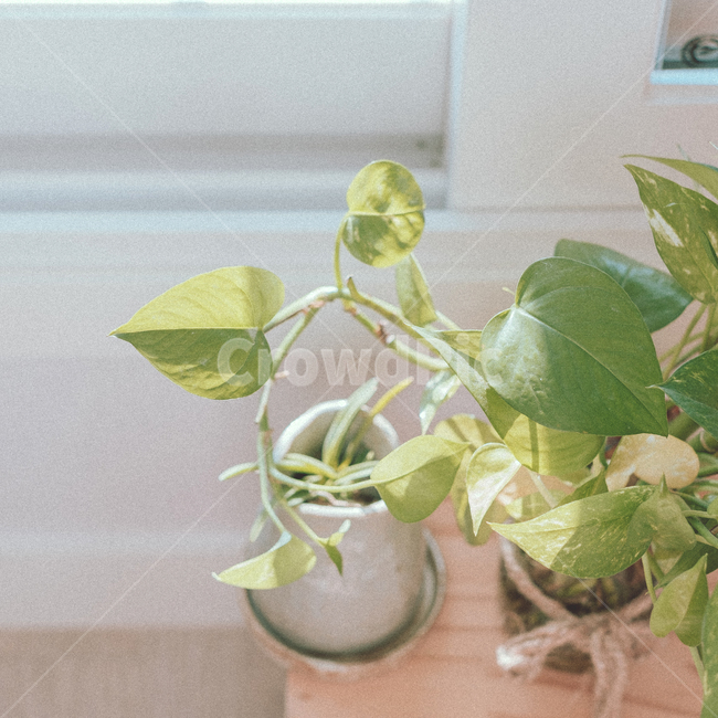 햇빛,오후,식물,스킨답서스,화분,잎,초록색,식물,자연,plants,nature,실내용화초,화분,화초,house plant,감성,sensible,feeling,휴식,힐링,rest,relaxation,healing