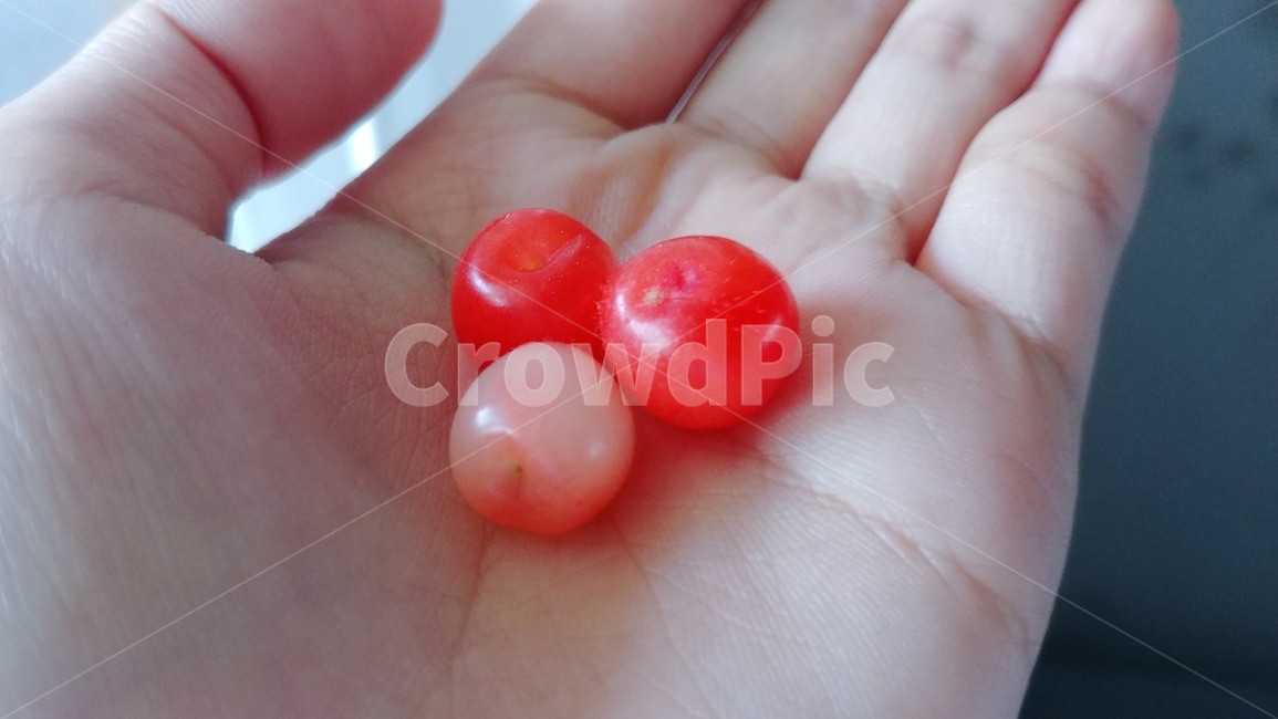 앵든,과일,손,작은,cherry,fruit,귀여운,hand,red,빨강,레드