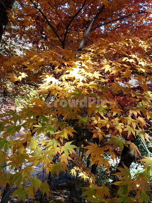 단풍,단풍잎,단풍나무,가을,leaf,잎,plant,식물,tree,나무,계절,fallautumnseason,outdoors,옥외,자연풍경,naturelandscape,가을,계절,fall,autumn,season,식물,자연,plants,nature,maple