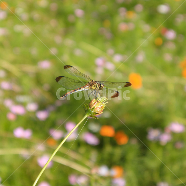 outdoors,옥외,nature,자연,잠자리,꽃,flower,blossom,상동호수공원,곤충