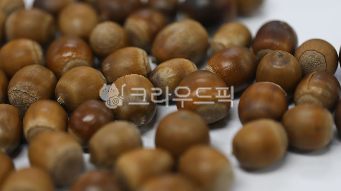 도토리,상수리,묵재료,음식,먹거리,식재료,가을,씨앗,열매,나무열매,fall,식물,food,nut
