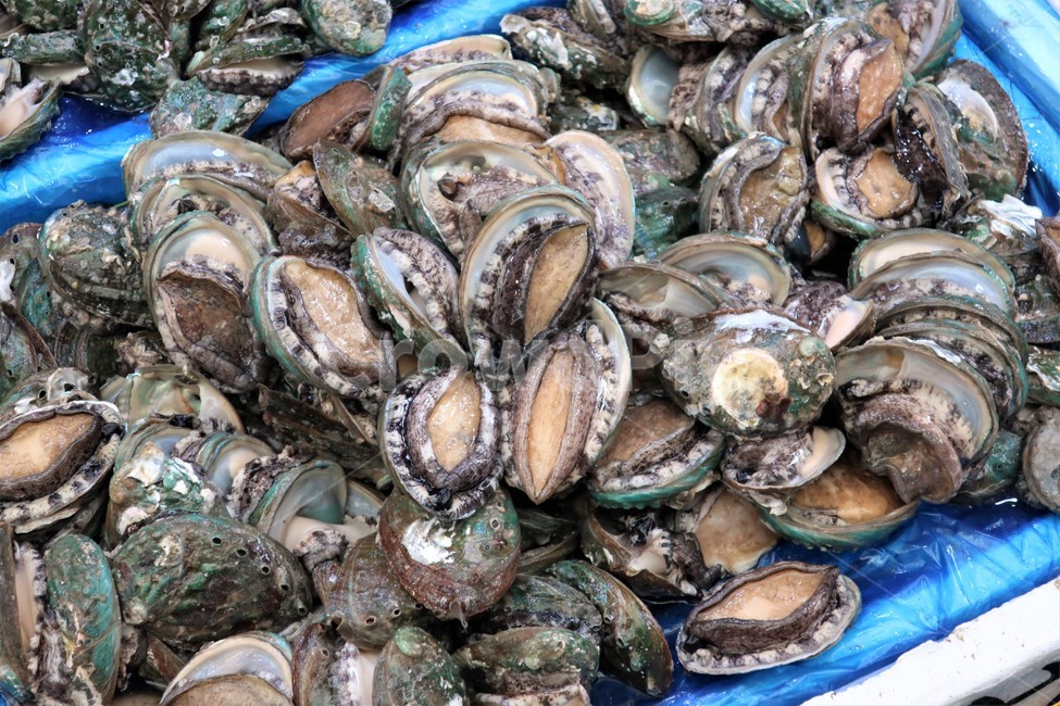전복,해산물,수산물,식재료,전복회,껍데기,어패류,해물,씨푸드,먹거리,음식,식재료,요리,food,cook,meal,dishes,food reserves,수산물,해산물,fishery products,seafood