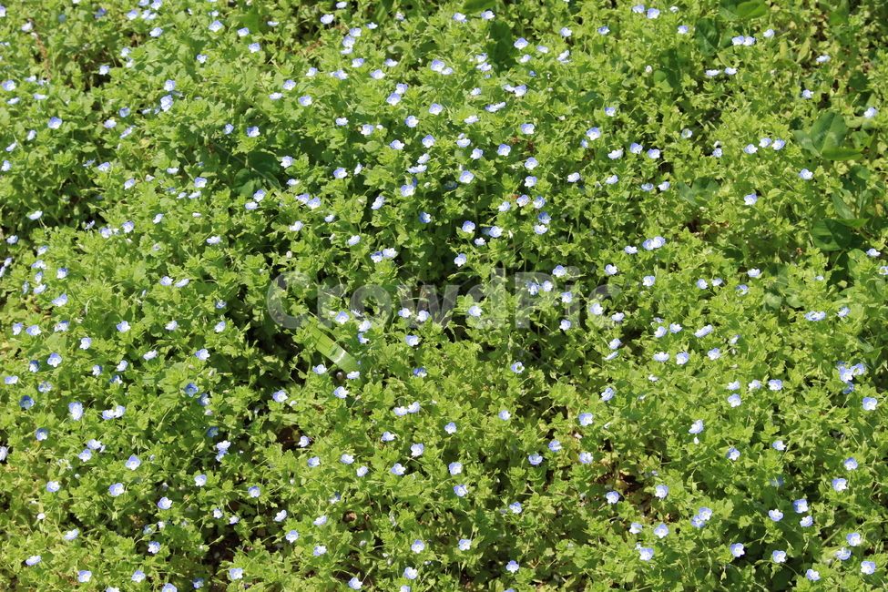 꽃,풀,작은꽃,낮,flower,식물,자연,plants,nature