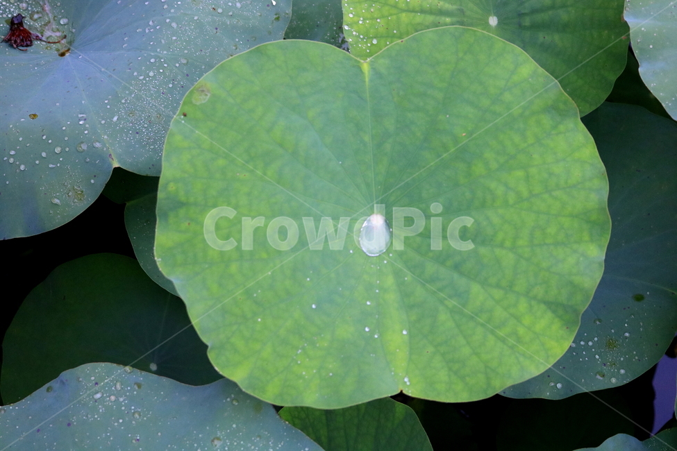수련,연꽃,연잎,식물,수생식물,연,자연,식물,자연,plants,nature