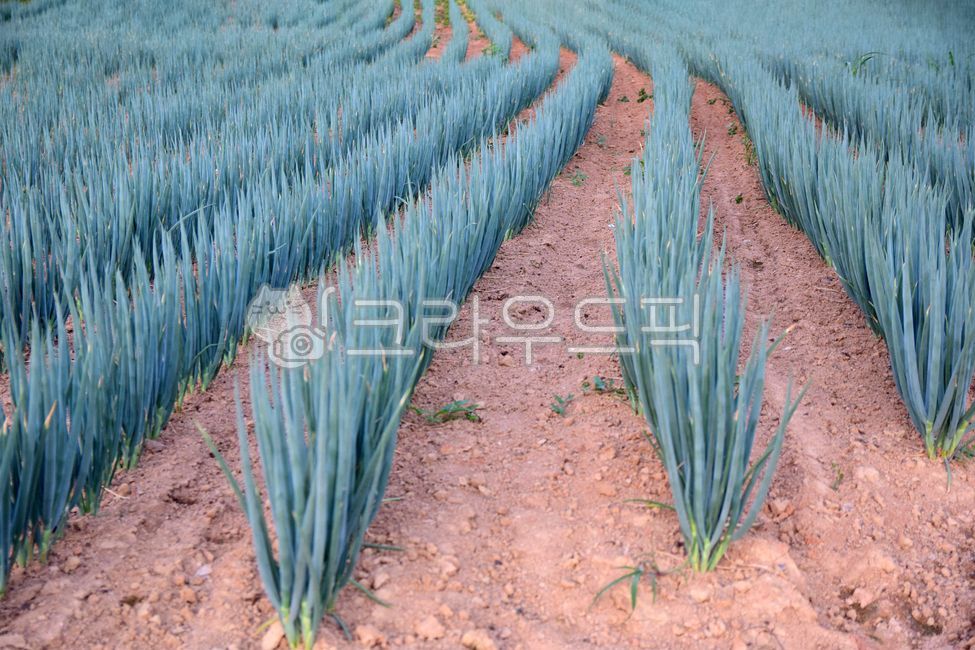 파,파밭,밭농사,밭,대파,흙,토양,농촌,농사,토지,greenonion,farming,field,agriculture,green,soil,ground,농업,농사,agriculture,farming,farming industry