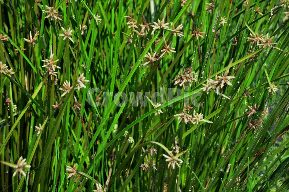 송이고랭이,타래골,참송이골,사촛과,습지식물,식물,자연,plants,nature