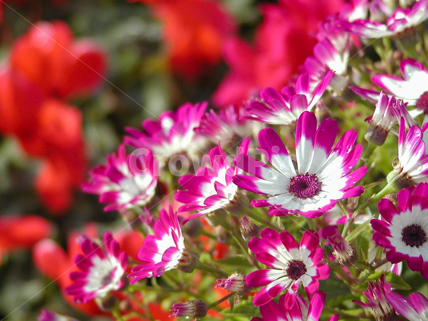 시네라리아,시네라리아꽃,식물,flower,blossom,plant,꽃,봄꽃,화분