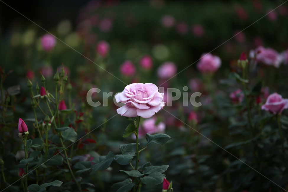 장미,꽃,rose,감성,장미공원,flower