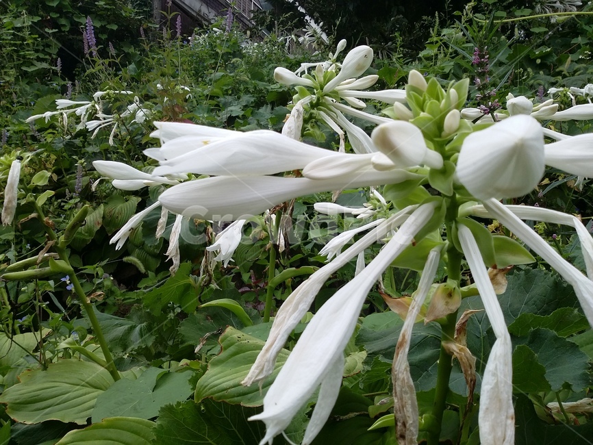 꽃,식물,자연,flower,plant,식물,자연,plants,nature,꽃,flower