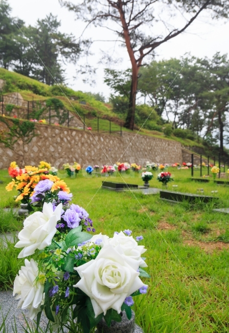 묘지,평장,추모,자연장,추모공원,꽃,조의,안식,잔디,녹색,평장묘,공동묘지,매장,공원,장례,성묘,명절,추석,묘원,그리움