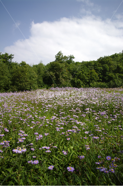 꽃,식물,flower,plant,꽃밭,벌개미취,자연,풍경,nature,landscape,grassland,목초지,outdoors,옥외,field,들,meadow,farm,농장,rural,농촌