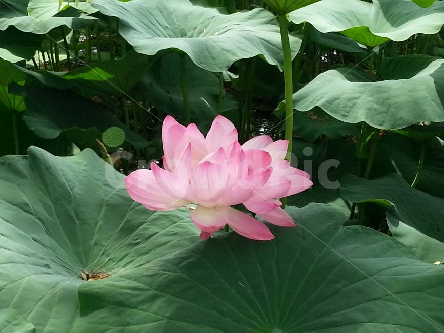 연꽃,연잎,세미원,쌍둥이,분홍색,식물,자연,plants,nature,꽃,flower