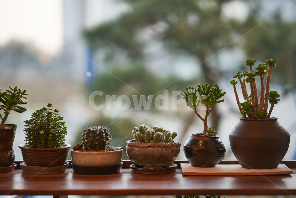 화분,다육이,다육식물,botanical,plant
