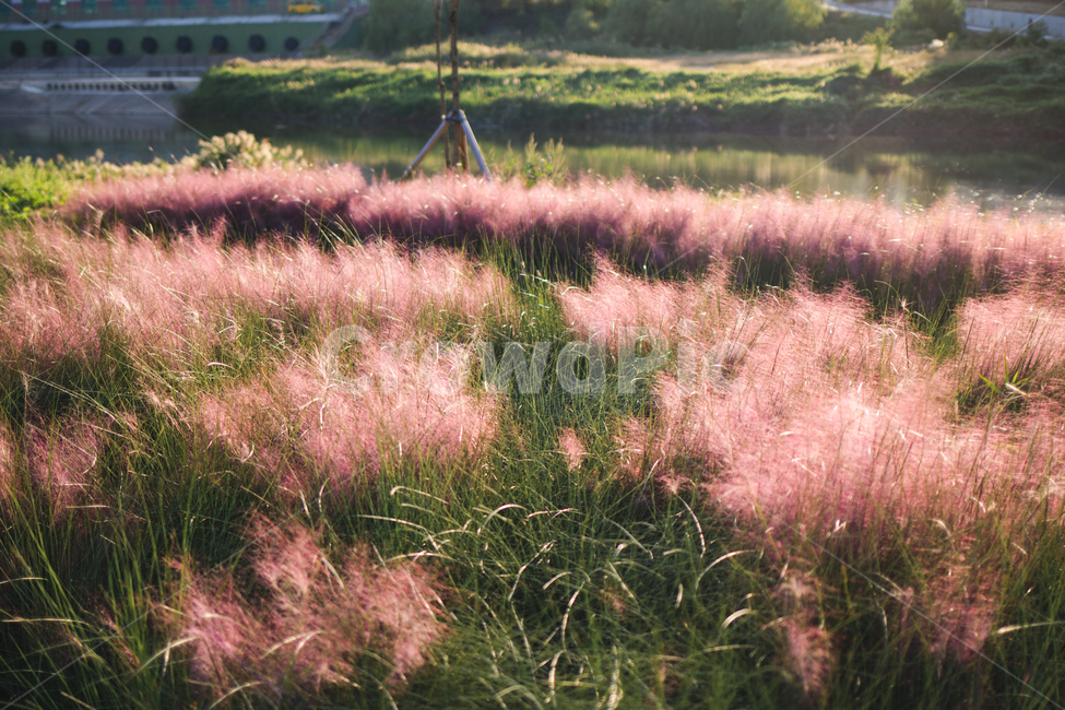 핑크뮬리,뮬리,가을식물,가을풍경,가을,분홍식물,fall,autumn,pink,자연,landscape,nature,강변풍경,강변식물,안양천,가을,계절,fall,autumn,season,자연,풍경,nature,landscape,outdoors,옥외,grassland,목초지,field,들