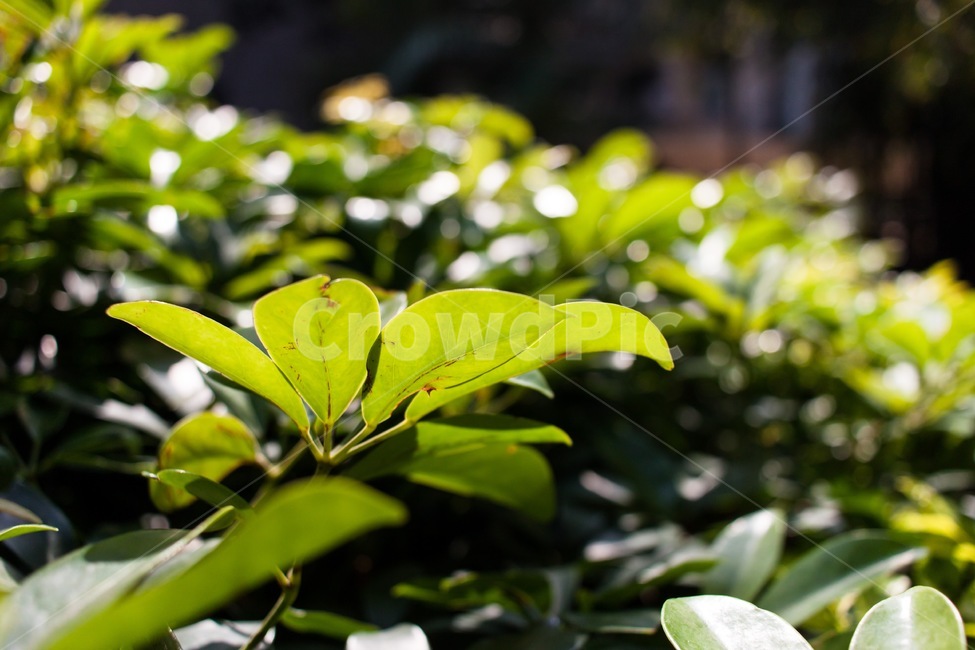 leaf,잎,plant,식물,녹색,green