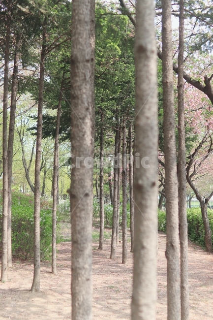 선유도,나무,흙,배경화면,세로