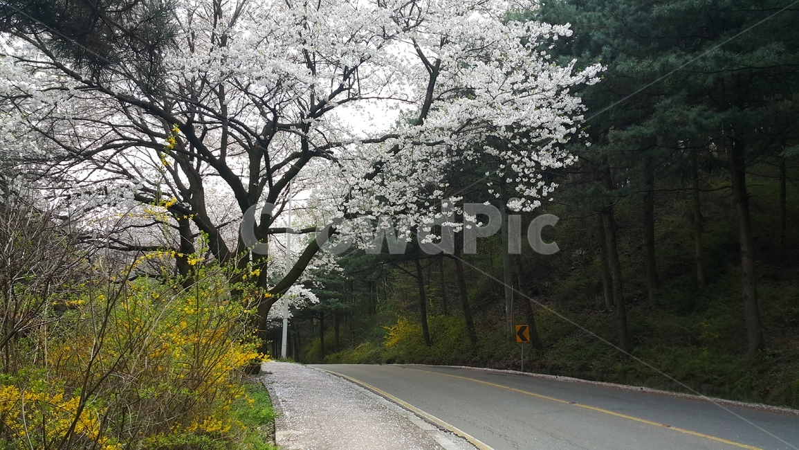봄,벚꽃,개나리,도로,숲,꽃,뒷길,숨겨진장소