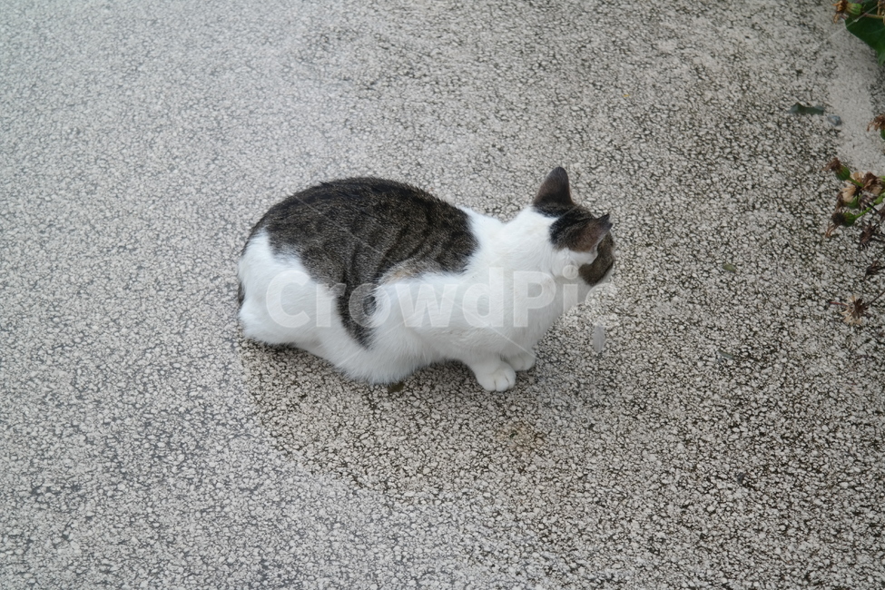 pet,mammal,animal,고양이,포유류,동물,cat,뒷모습,동물,animal,포유류,mammal,고양이,cat,kitten,kitty