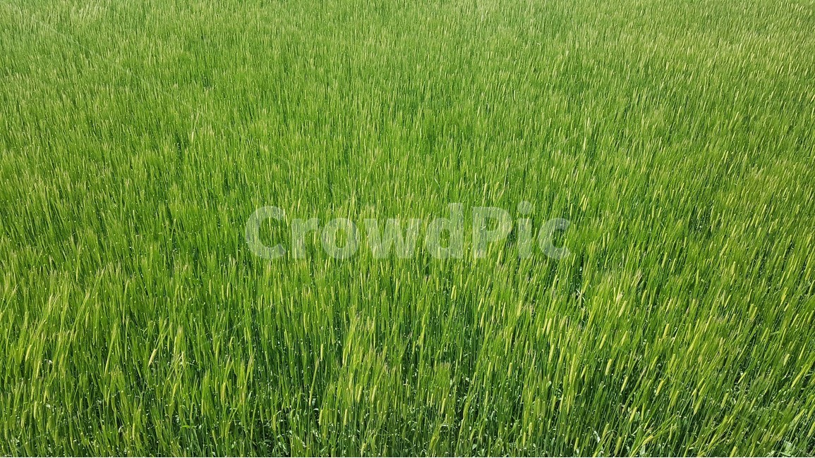 보리,청보리,들판,식물,자연,바람,제주도,풍경,잎,줄기,초록색,식물,자연,plants,nature,산업,industry,industrial,농업,농사,agriculture,farming,farming industry