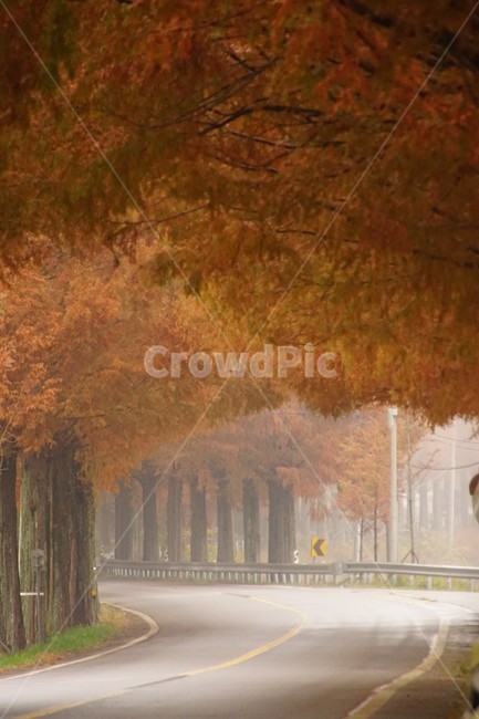 가을,메타세콰이어길,단풍,자연,나무,식물,오렌지색,길,가로수,안개,nature,autumn,fall,trees,자연풍경,한국자연풍경,orangecolor,감성,emotion,plant,maple,가을,계절,fall,autumn,season,자연,풍경,nature,landscape,tree