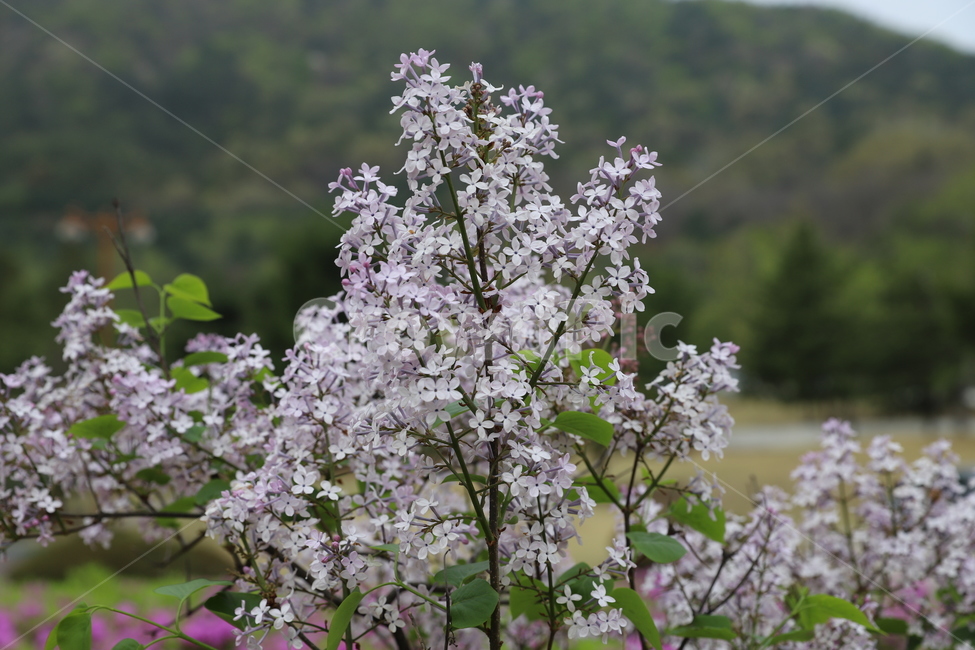 plant,식물,blossom,flower,꽃,라일락,lilac