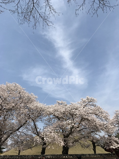 벚꽃,경주,봄,벚나무,봄꽃,4월,감성,오후,하늘,푸른하늘,봄,계절,spring,season,자연,풍경,nature,landscape,plant,식물,flower,꽃,blossom,cherry blossom