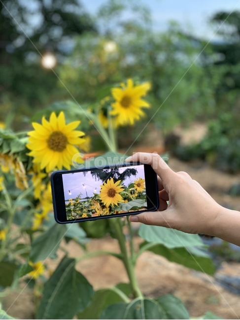 해바라기,sunflower,꽃,노란꽃,식물