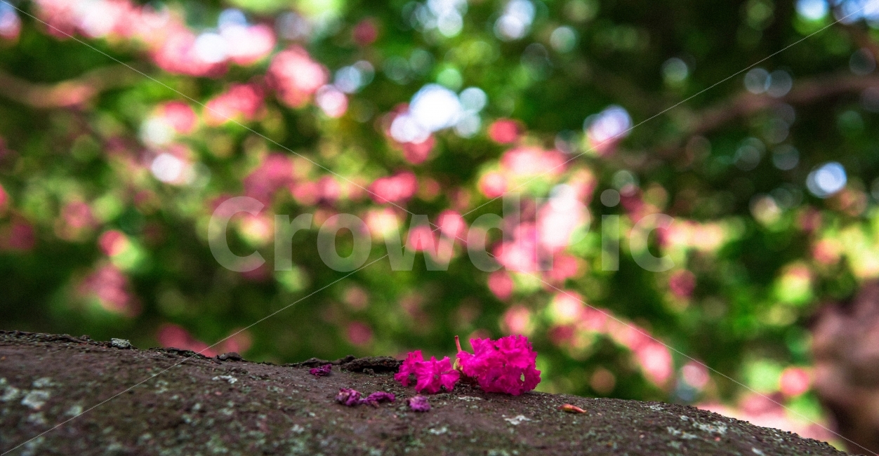 백일홍,담양,명옥헌원림,꽃보케,배롱나무,식물,자연,plants,nature,꽃,flower,감성,sensible,feeling