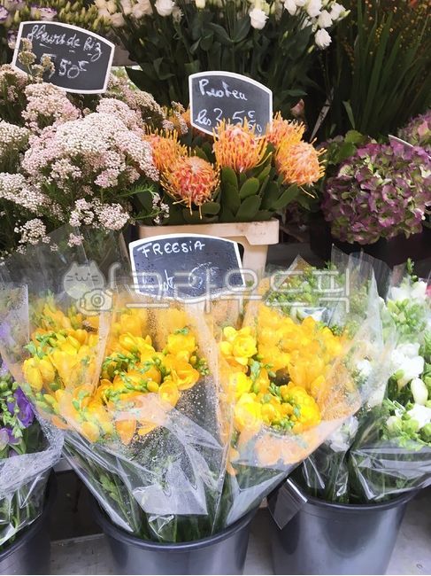 꽃,꽃다발,flower,꽃집,식물,노란꽃,프리지아